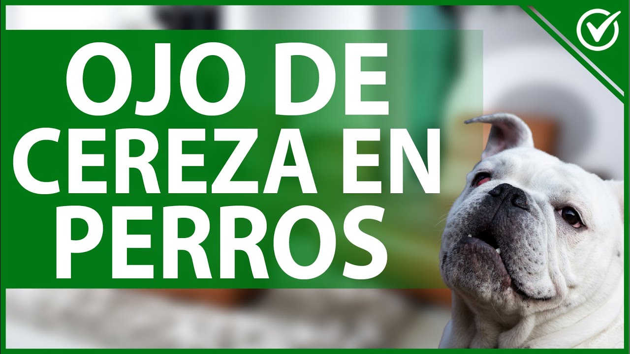 🐶 Ojo de Cereza en Perros Guía de Síntomas, Causas, Cirugía y Remedios Caseros 🍒🐶 YouTube 🐶 Ojo de Cereza en Perros Guía de Síntomas, Causas, Cirugía y Remedios Caseros 🍒🐶 YouTube