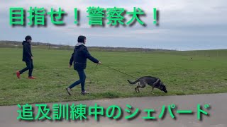 あなたの知らない警察犬訓練の世界地道にコツコツが身を結ぶ【目指せ警察犬】