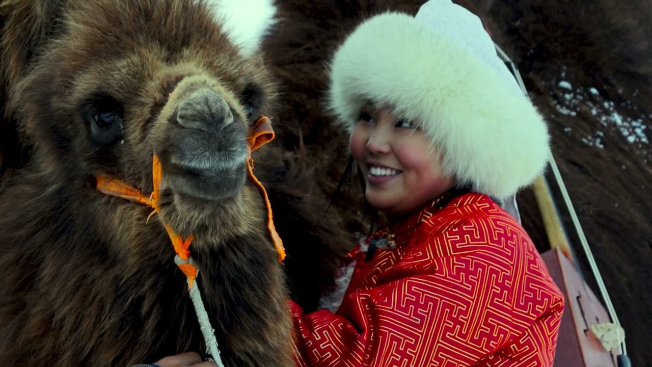 /UW SOYOL/ ӨВ СОЁЛ: MONGOLIAN CAMEL- Дугаар 2