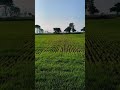kisan farming 🌾🌾 #shortvideo #shortsfeed #ytshorts #shorts #shorts