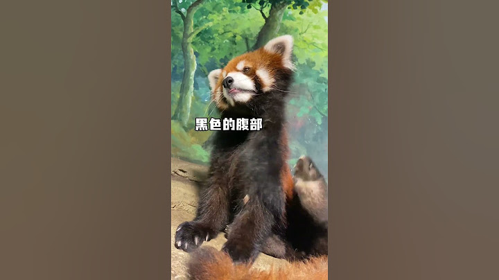 小熊猫的毛色绝不止是看起来可爱这么简单！ #小熊猫 #动物科普 #冷知识 #萌宠出道计划 #来这吸熊猫