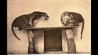 The Javan Tiger