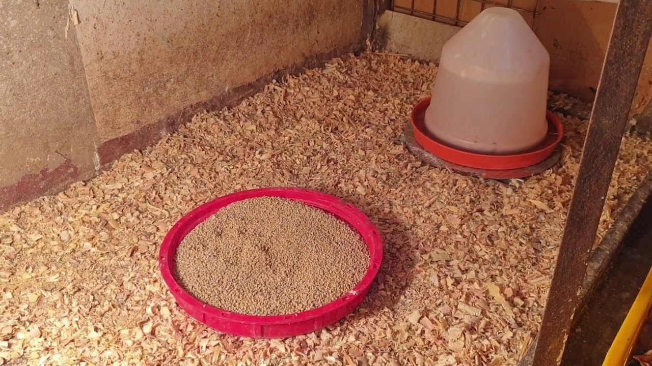 الدمراج أو  كيفية التعامل مع الكتكوت من اليوم الأول