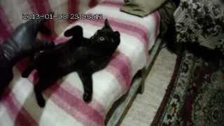 Чёрный кот против Чёрной перчатки (black cat vs black glove)