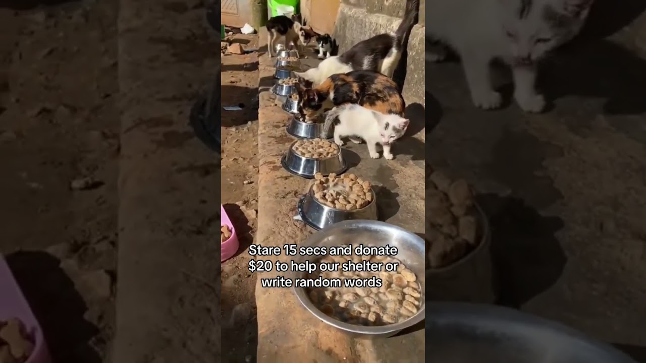 Stay, share, and help make the world a kinder place for them.