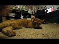 VR 180 video of my cat Simon