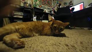VR 180 video of my cat Simon by Danthol Firebrand 14,601 views 5 years ago 52 seconds