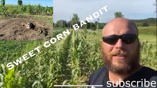 TRAPPING RACCOONS IN SWEET CORN PATCH Resimi