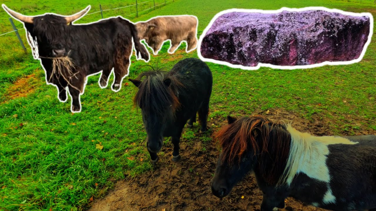 Ūkis, kelio mokestis, trikojis, Lietuvos didžiausias akmuo 2025 (autumn) #3