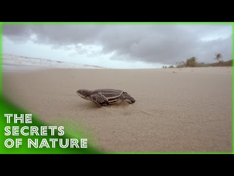 Trek of the Titans - The Secrets of Nature