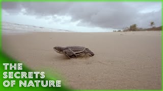 Trek of the Titans - The Secrets of Nature