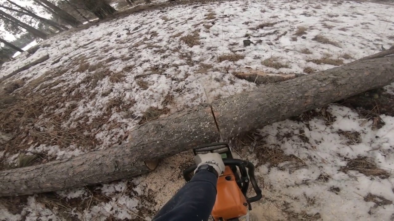 Cutting down a tree for firewood part 1 - YouTube