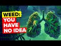 50 Insane Facts About Weed Compilation 50 Insane Facts About Weed Compilation