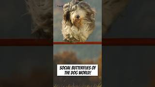 Social Butterflies Of The Dog World!  #dogbreedinginformation #shortsvideo #animalfacts