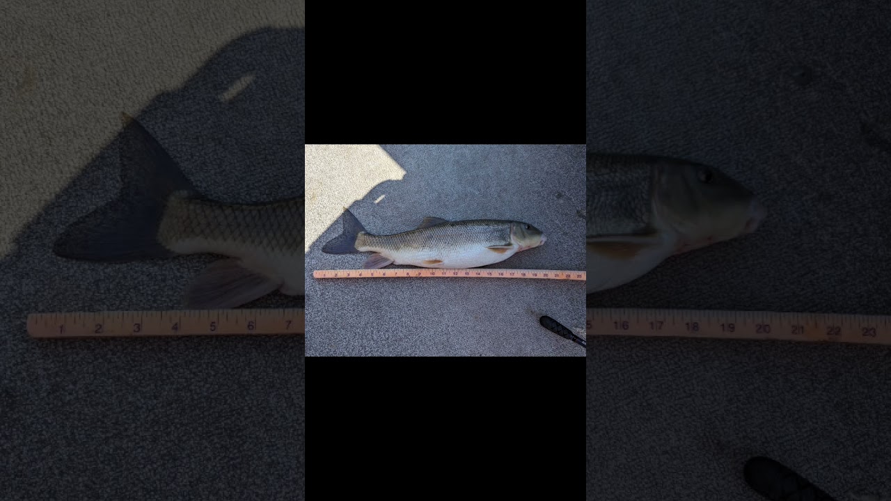 The quest for a master angler 