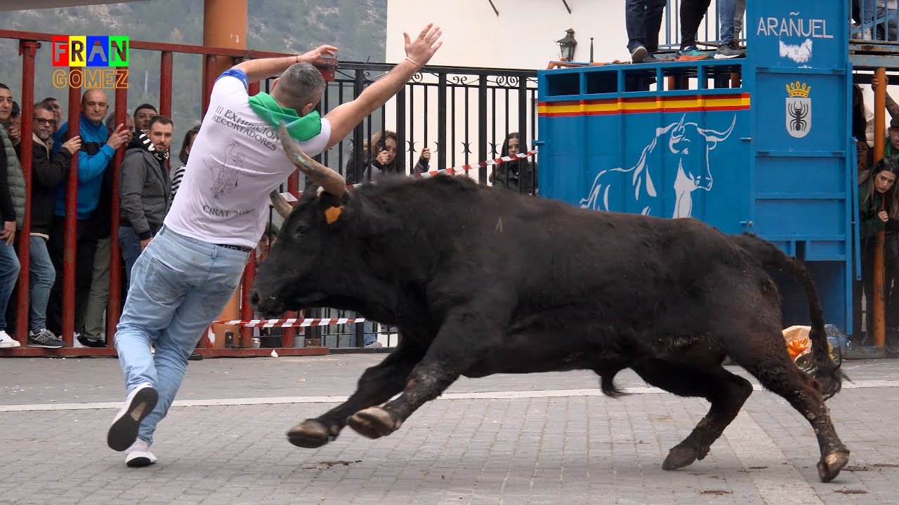 Toro nº79 y Tarde de Vaquillas Juan Faet - Cirat 2025 (Castellon) Toros Fran Gomez Bous Al Carrer