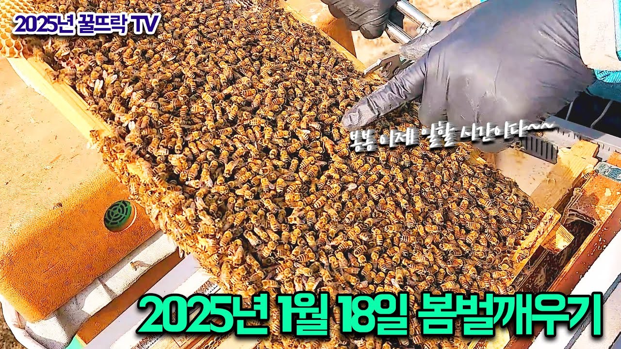 Весеннее пробуждение пчёл 2025 г. | #Пчеловодство: пробуждение пчёл-удобрителей (слабая колония) ...