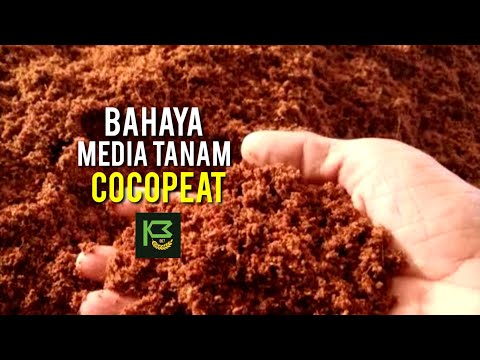 Video: Menggunakan Coco Peat Untuk Tanaman – Kelebihan dan Kekurangan Tanah Coco Peat