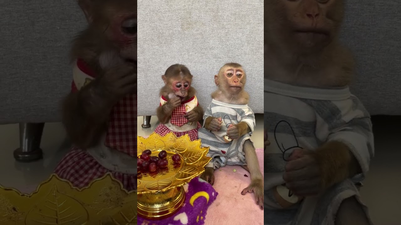 Smiling monkey loves being part of human peaceful daily life 🏡😊