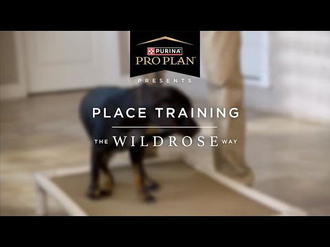 Puppy Training The Wildrose Way: Place Training Your Puppy