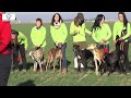 ESPECTACULAR III CAMPEONATO FEMENINO GALGOS Y COTOS 2015-16