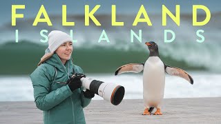 My Trip to the Falkland Islands | The Land of 1 MILLION Penguins