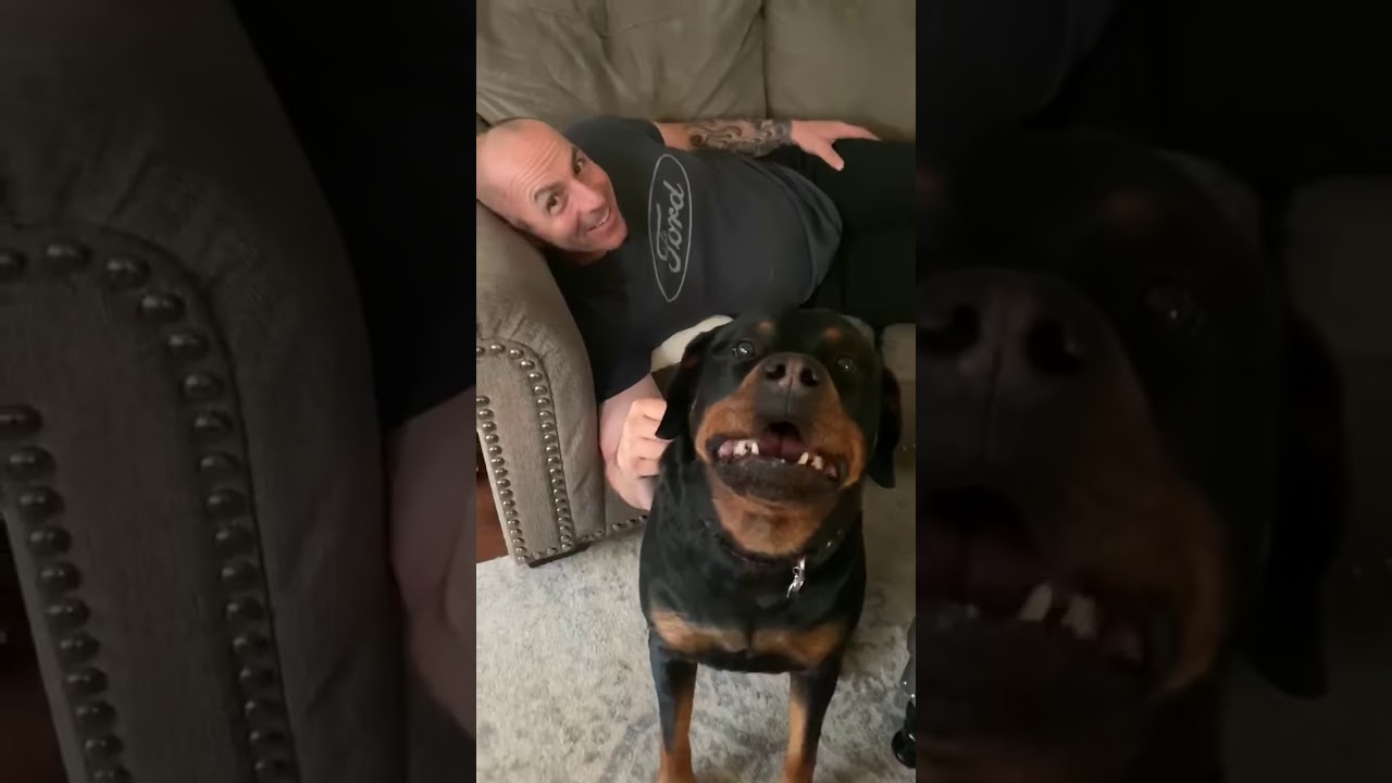 Rottweiler protect his owner 💪 YouTube