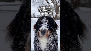 3 Dog Tricks That Look Cute in Pictures  | #dogphotography #dogtricks #bernesemountaindog