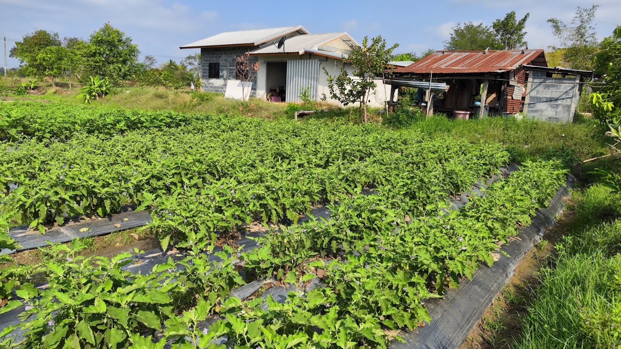 ปลูกผักปลายหนาว มะเขือ บวบ มะเขือเทศ ผักหอม รวมผัก ขายได้ มีรายได้ทุกวัน คุณยายชอบปลูก