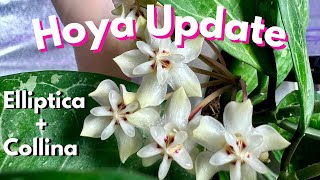 Hoya Elliptica And Collina Growth Update Care and Blooms