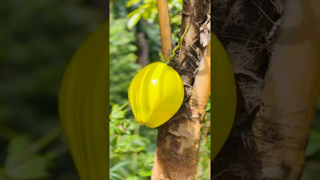 😱Wow amazing yellow coconut.🌴🥥🔪 
