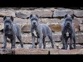 Cane Corso Puppies - How to raise Puppy