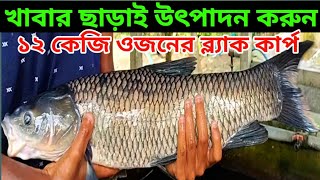 ব্ল্যাক কার্প মাছ চাষ পদ্ধতি | খাবার ছাড়াই কিভাবে চাষ করবেন | black carp fish culture
