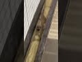 ネズミと思って撮ったら違った笑