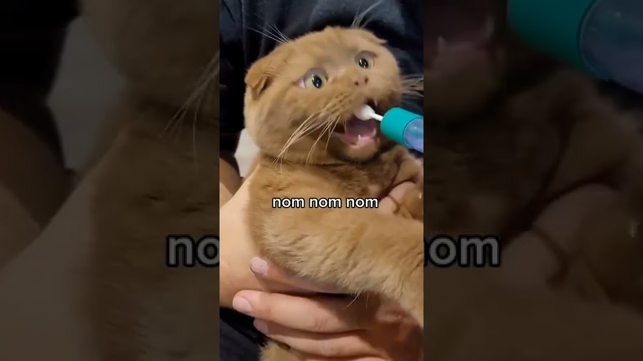 Olive & Archie Check it Out! 🧬 😸