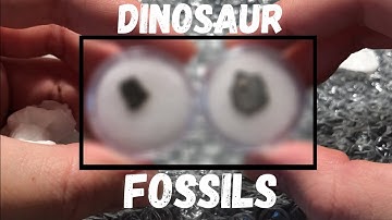 Unboxing RARE North American Dinosaur Fossils!