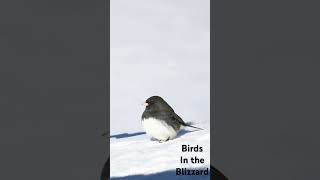 Birds In The Blizzard