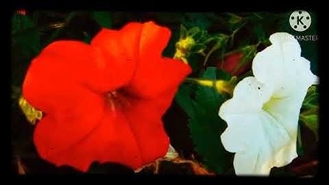 سورة الشمس بصوت هادئ🌿☘🍀🍁 يريح القلب💚💚