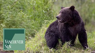 Coastal First Nations want bigger role in Grizzly management | Vancouver Sun