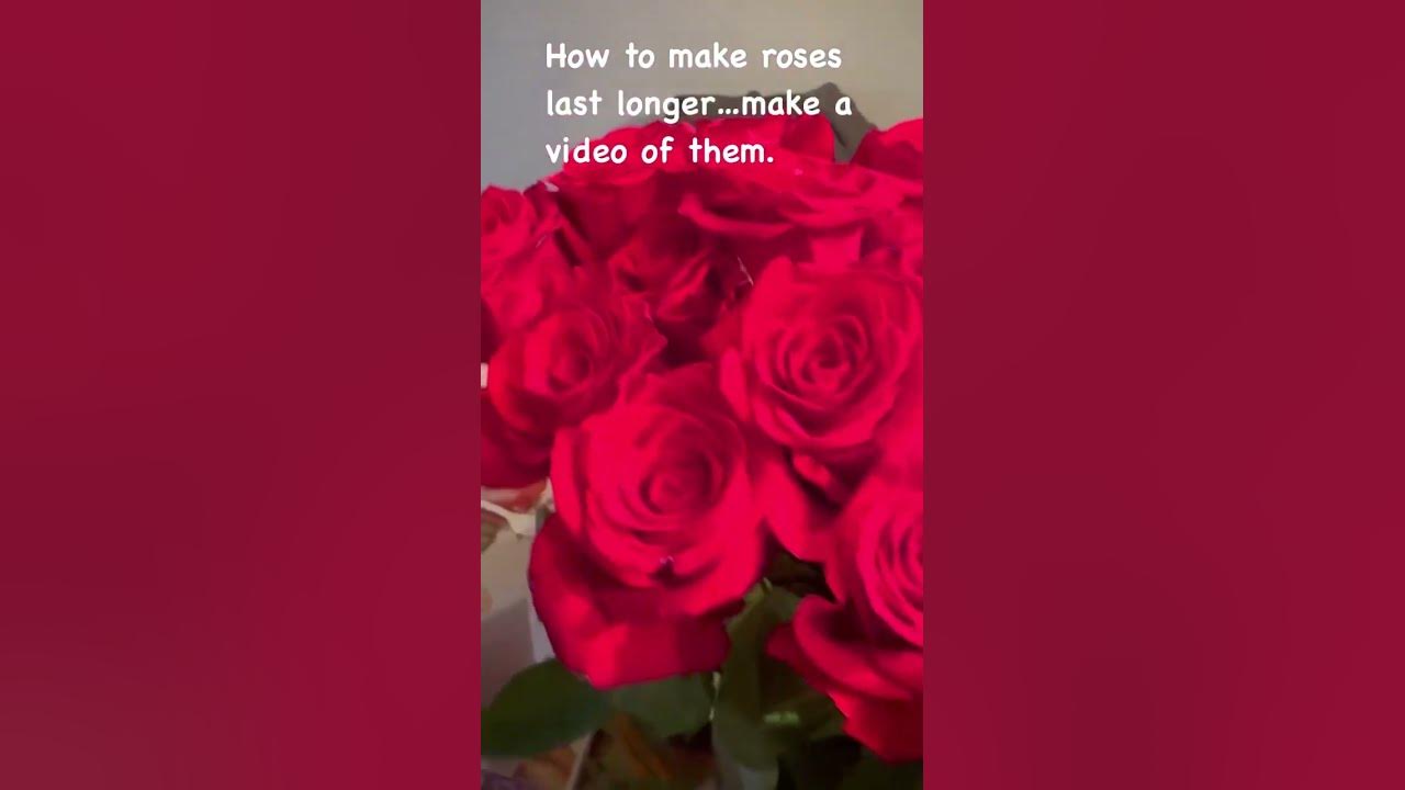 how-to-make-roses-last-longer-take-a-video-of-them-youtube