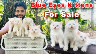 Persian Cats For Sale | Pure Breed Persian Kittens | Cats For Sale | Persian cat price in india