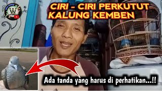 Ciri ciri perkutut kalung kemben