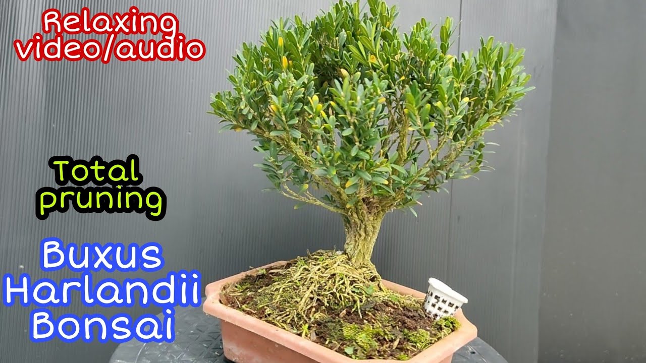 Pemangkasan total..🥴pruning boxus harlandii bagi mendapatkan bentuk yang lebih ideal😎