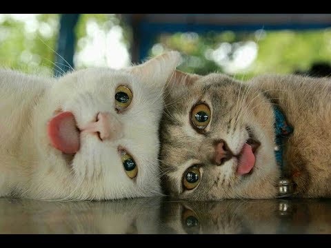 30 ВОПРОСОВ И ОТВЕТОВ О КОТАХ!  30 QUESTIONS AND ANSWERS ABOUT CATS
