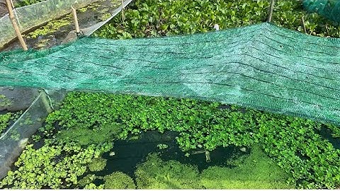 Mô Hình Nuôi Ốc Bằng Vèo Lưới Canh Tết Bán Trại Ốc Nguyễn Cường 0919748192