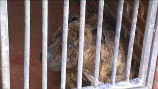 Campaña SACRIFICIO CERO. Porque sacrificar no es solución a nada.