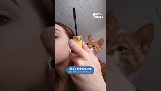 Cat Stops Owner From Applying Mascara! 😺💄 #CatIntervention