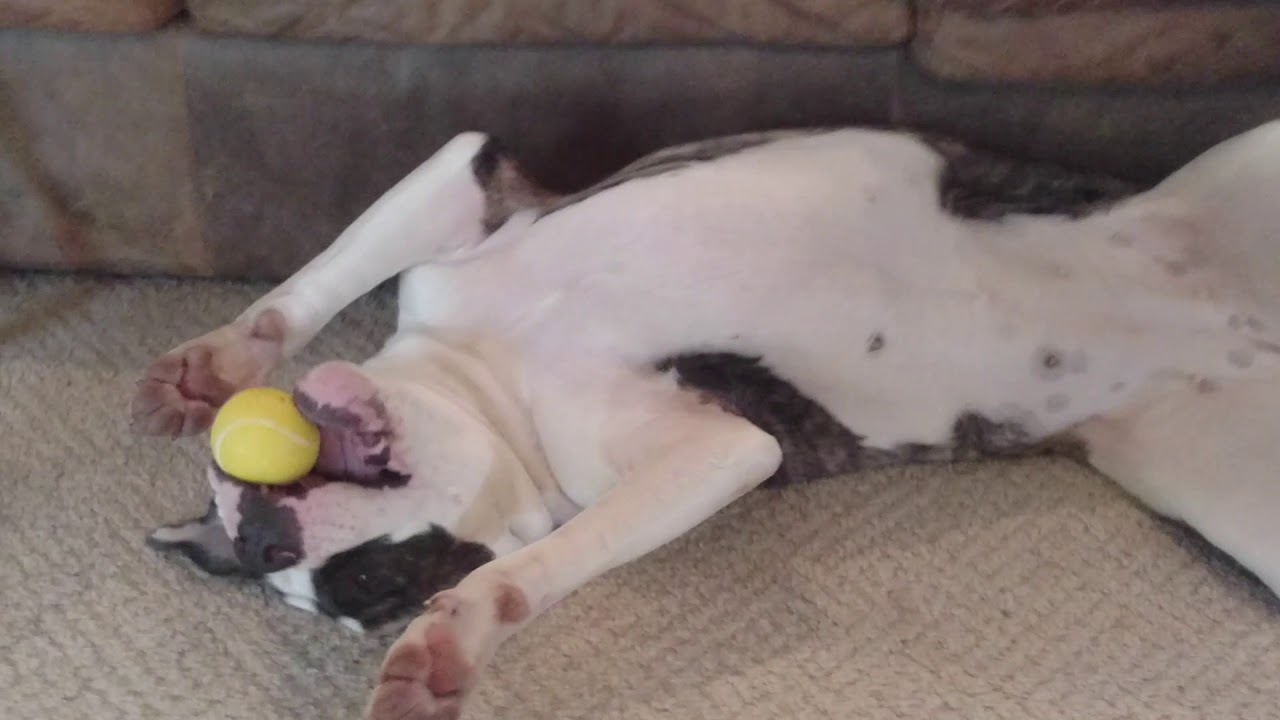 The Squeaky Ball! bully breed rescue massachusetts