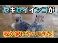 我が家にインコが2羽やってきた!【セキセイインコ】【#1】