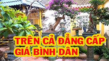 Những cây nhiều người mơ ước có để chơi giá rẻ - bonsai trees is cheap